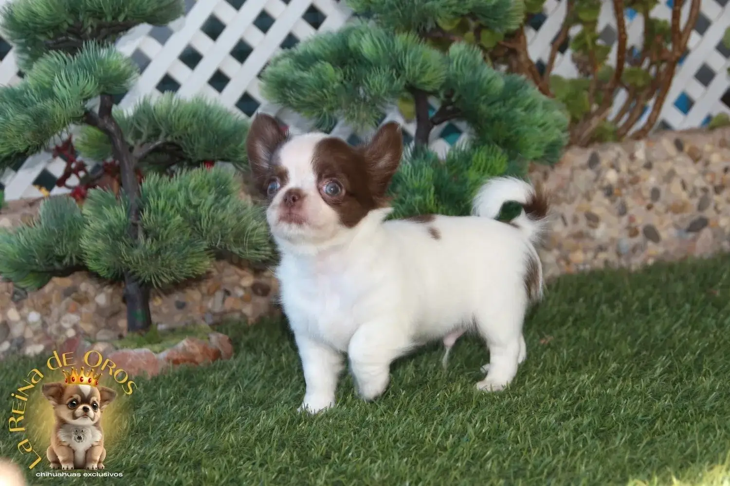 cachorro chihuahua blanco chocolate