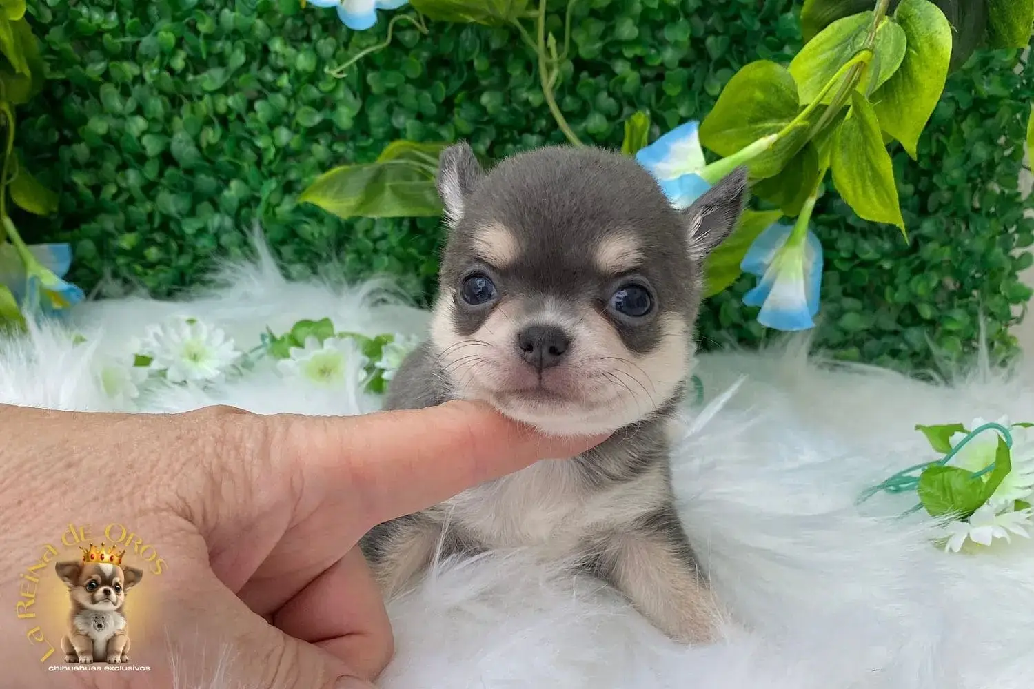 cachorro chihuahua hembra con pedigree
