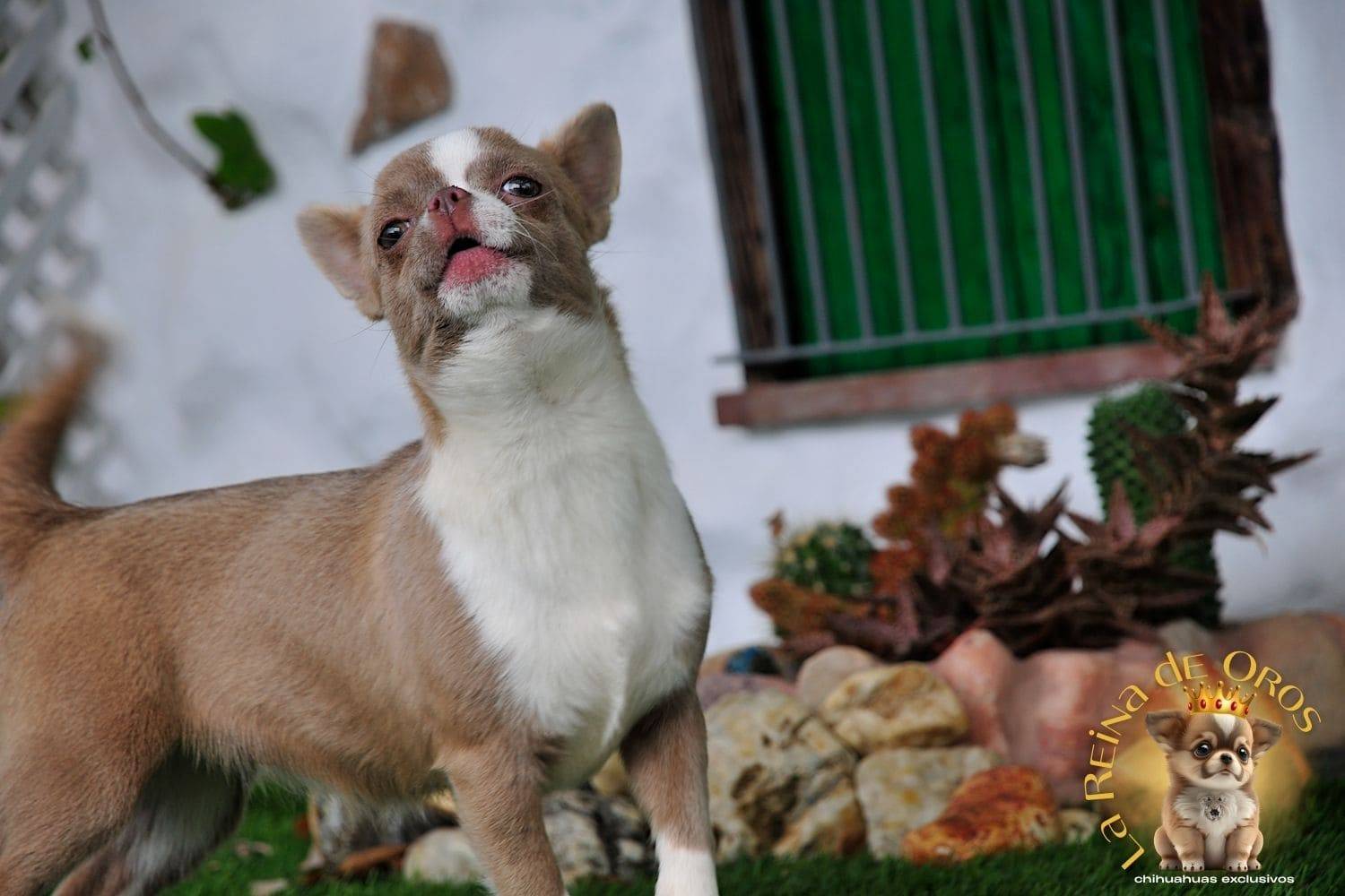 hembra-chihuahua-color-lila-blanco-criadero-chihuahuas