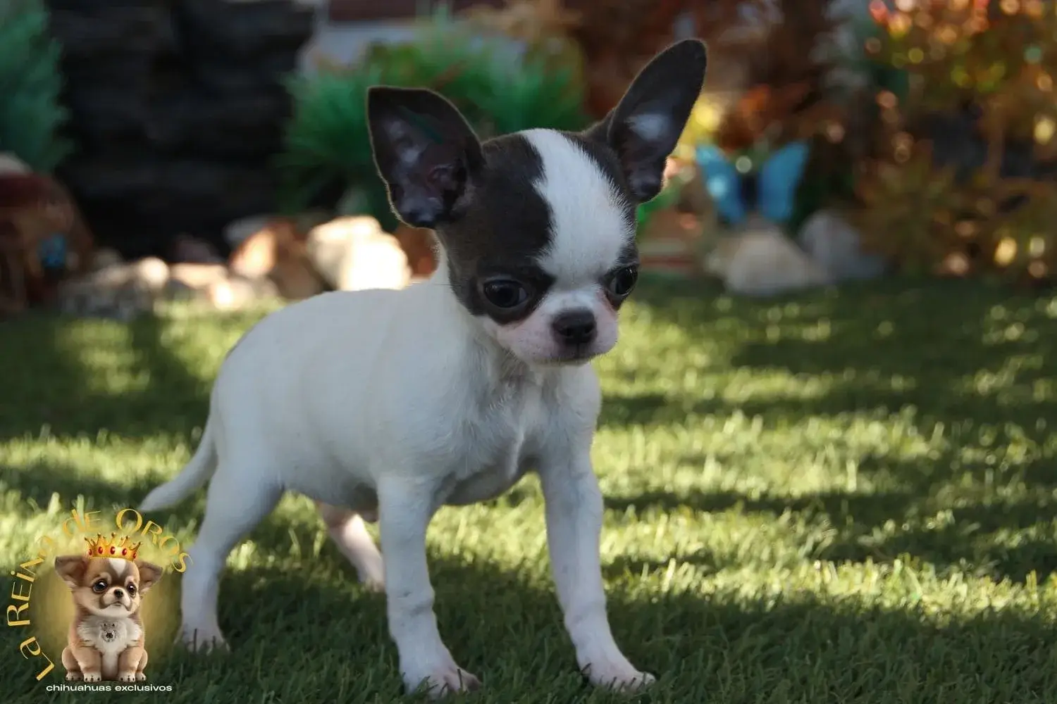 chihuahua mini toy