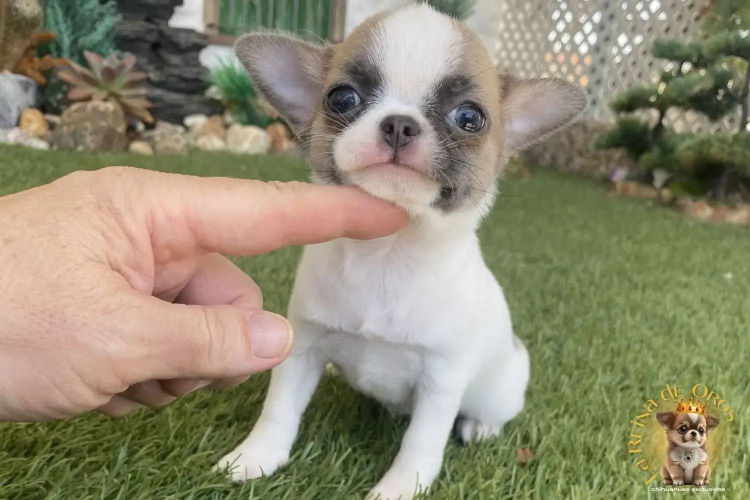 cachorro chihuahua mini