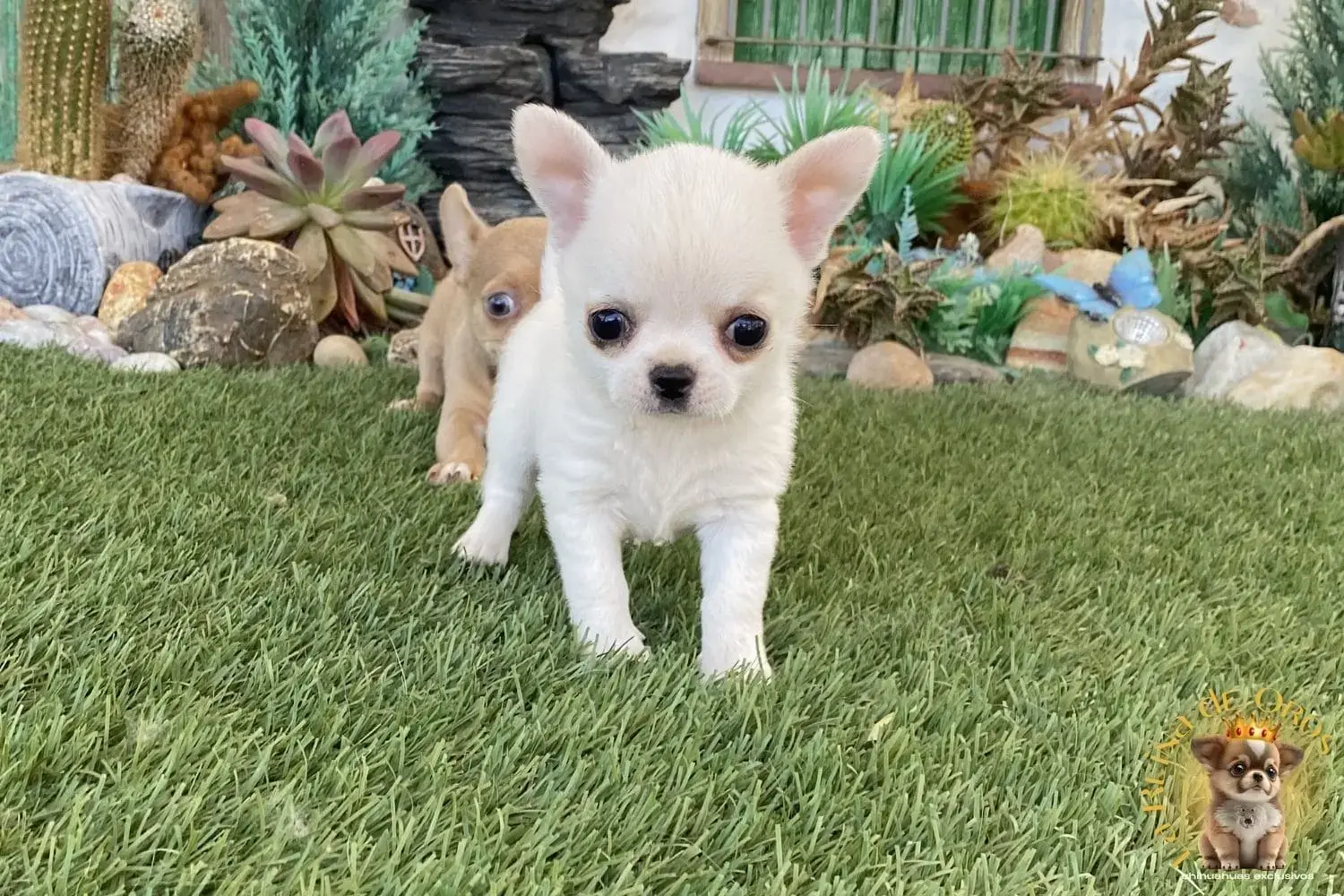 cachorro chihuahua luna mejor criadero españa