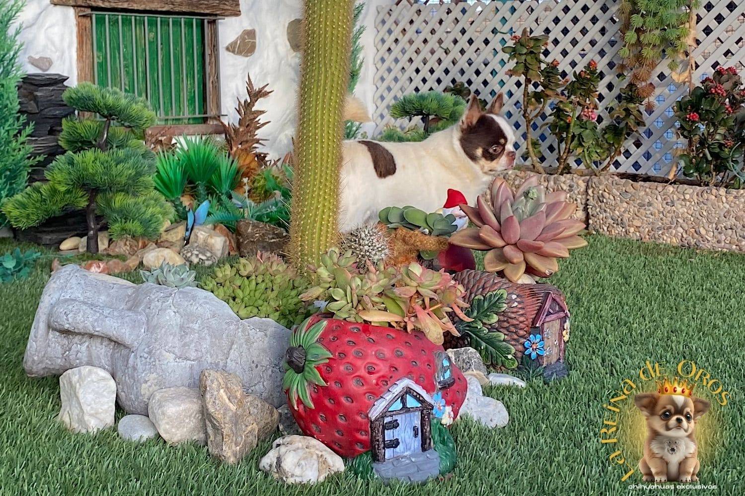 macho-chihuahua-adulto-pelo-corto-blanco-chocolate-pedigree