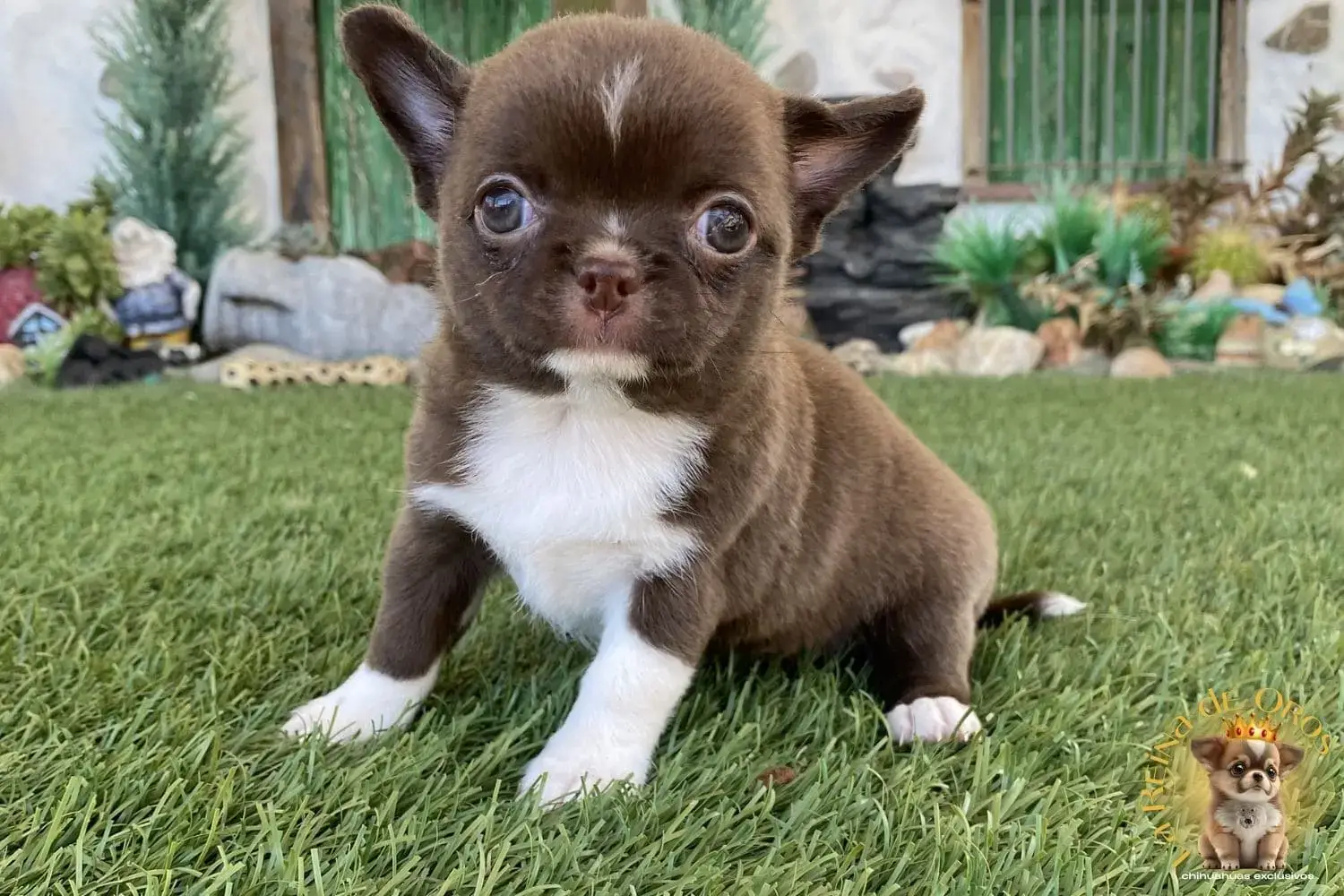 cachorro chihuahua hembra color chocolate