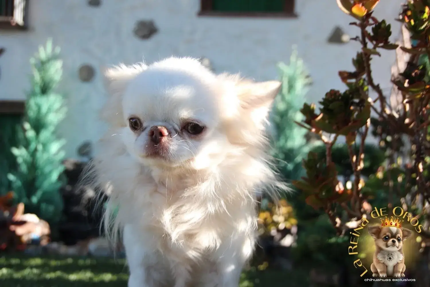 chihuahua adulto morro corto