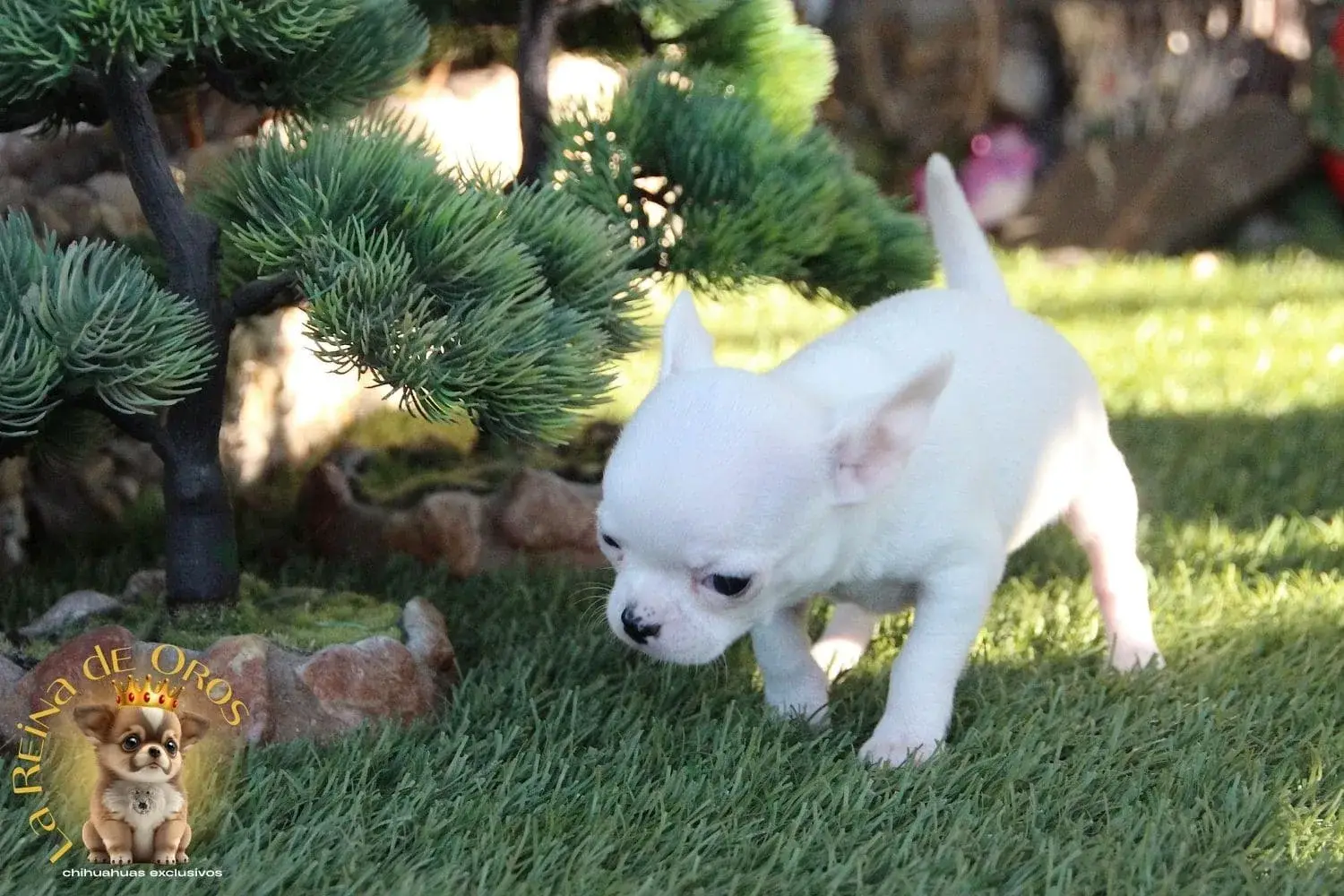 cachorro chihuahua hembra blanca