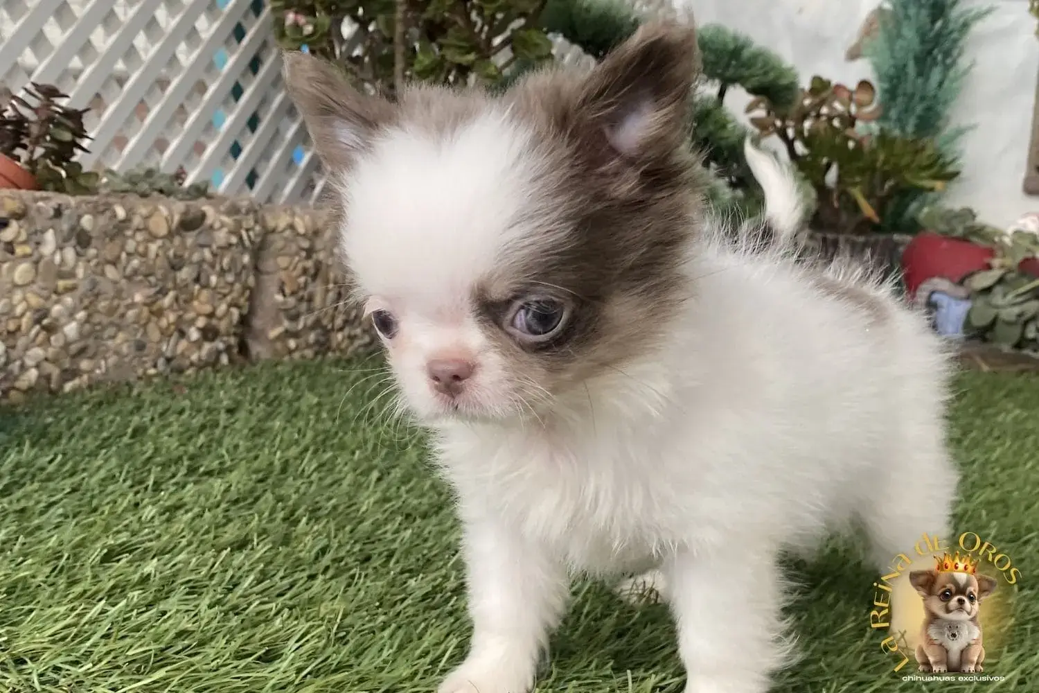 chihuahua color lilac