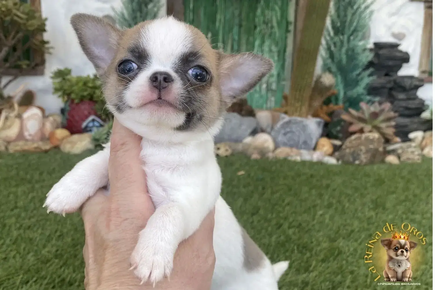 cachorro chihuahua con garantia de salud