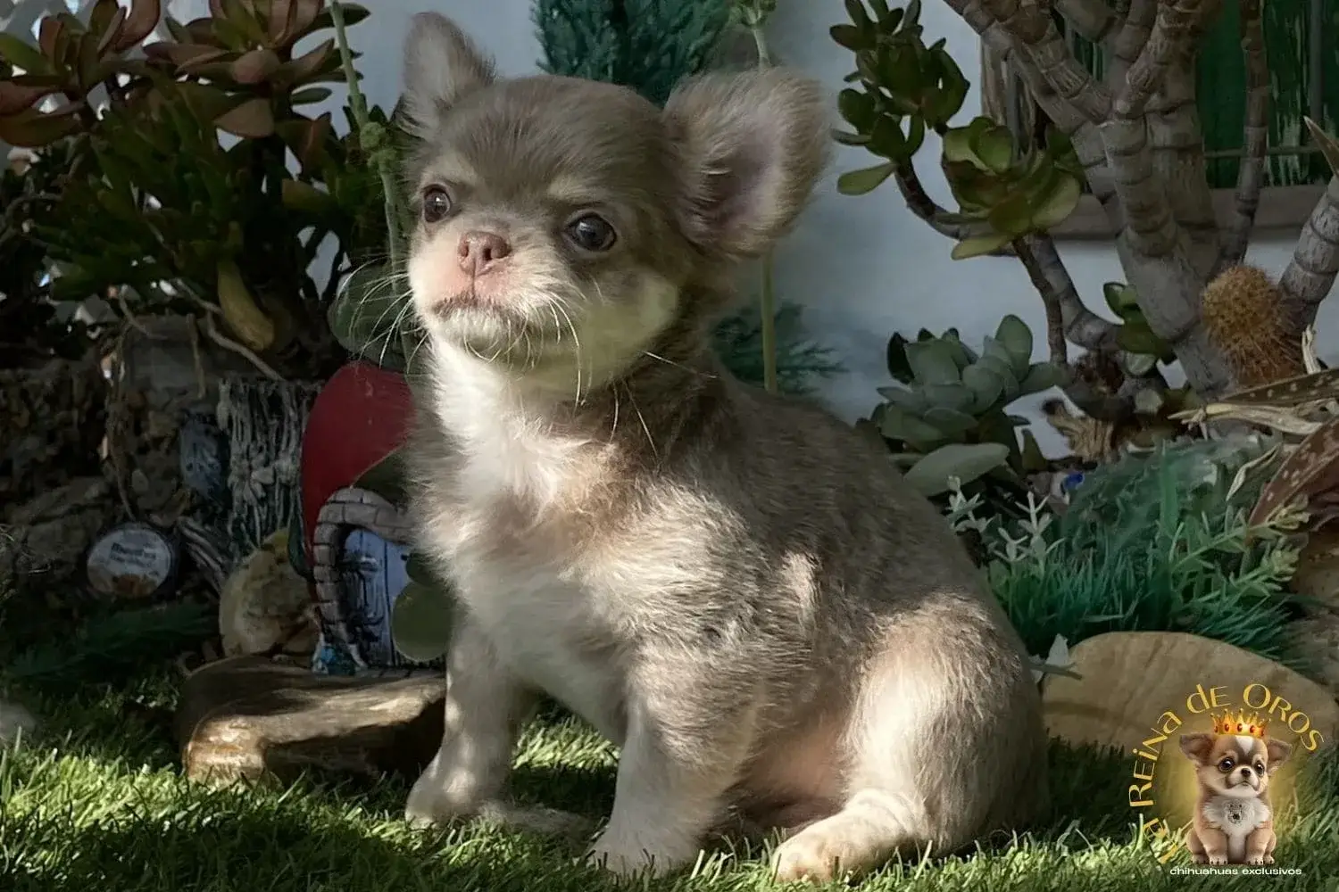 cachorro chihuahua farala lilac plata