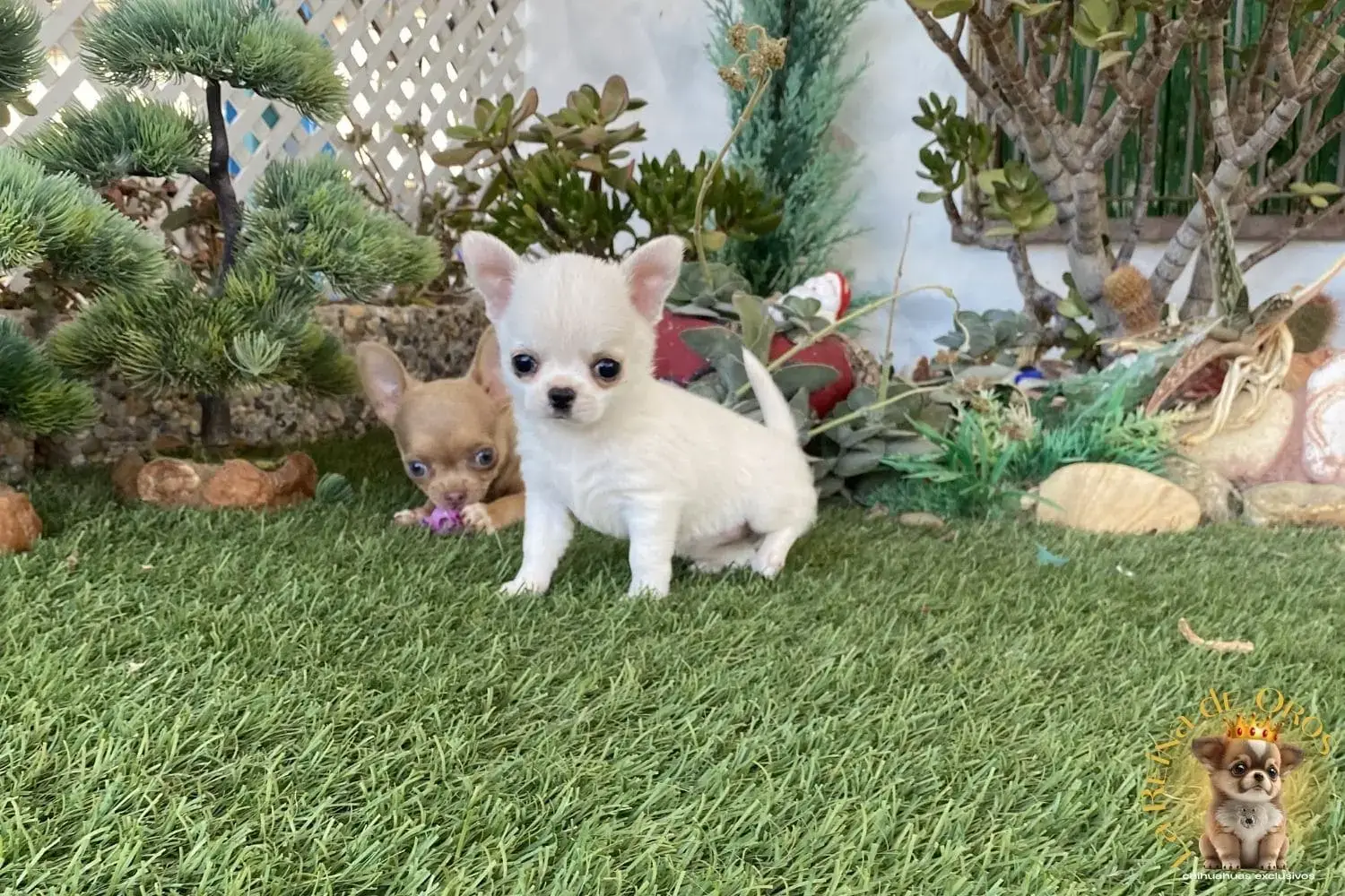 cachorro chihuahua luna criador
