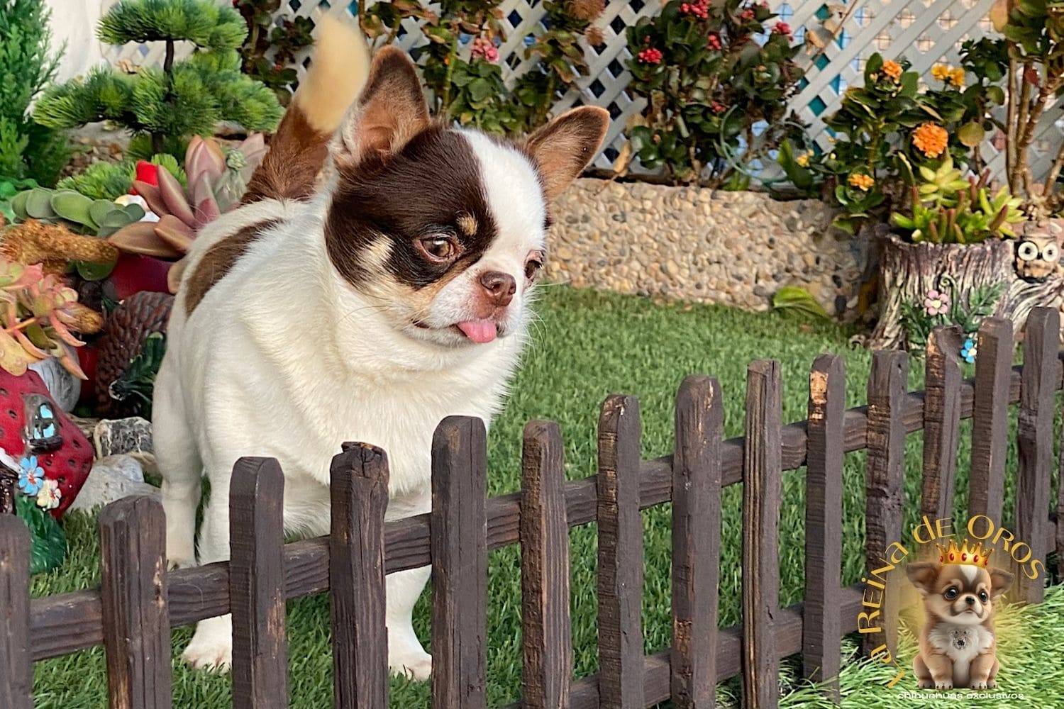 macho-chihuahua-adulto-pelo-corto-blanco-chocolate-criadero