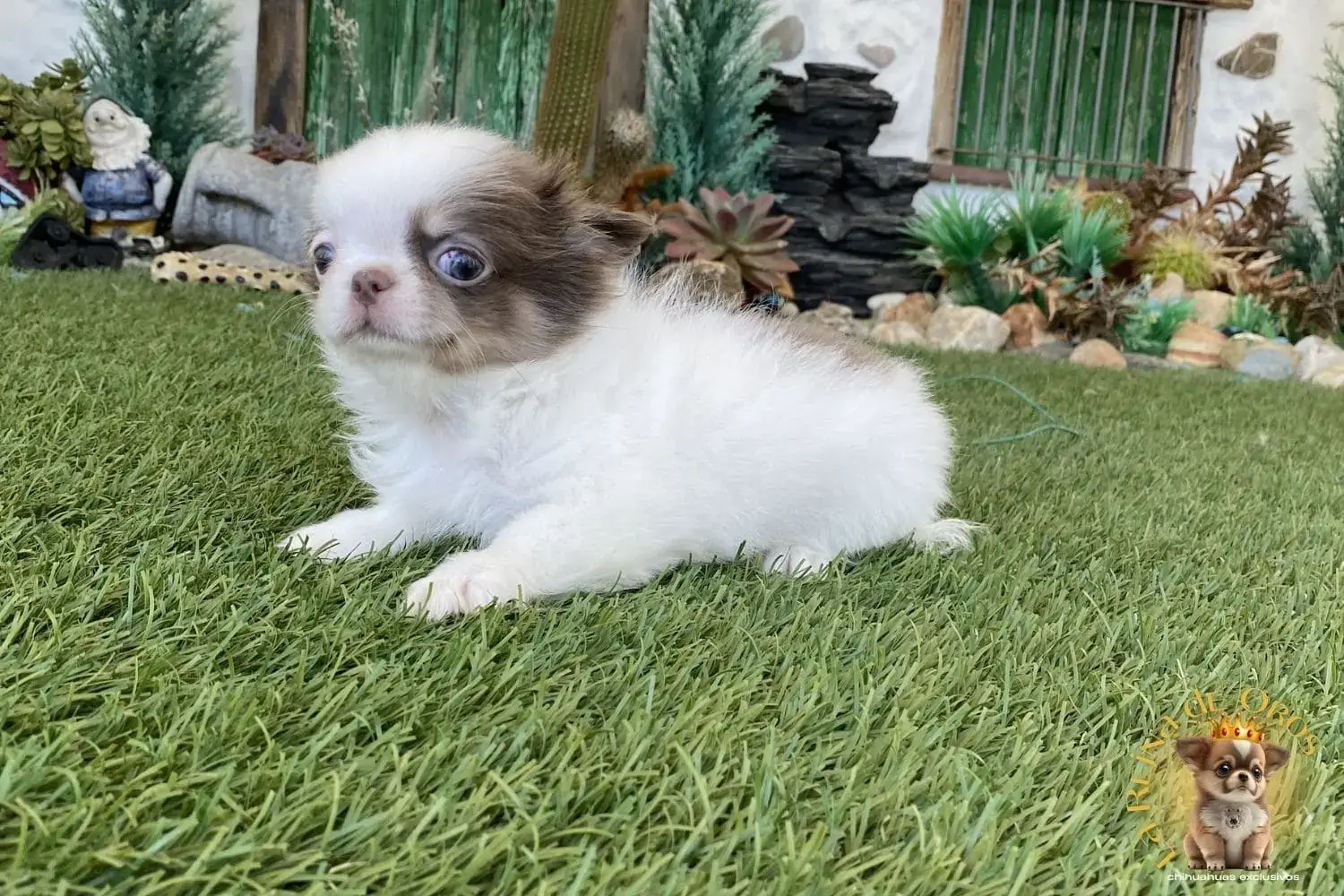 chihuahuas venta