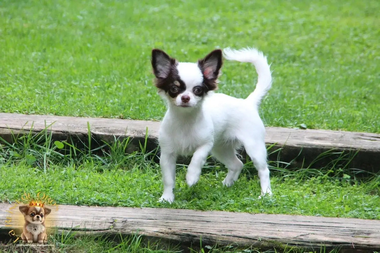 cachorro chihuahua gina pelo largo