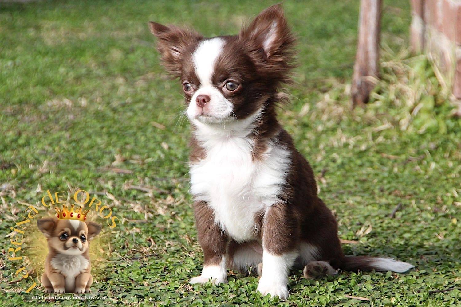 macho-chihuahua-adulto-kobe