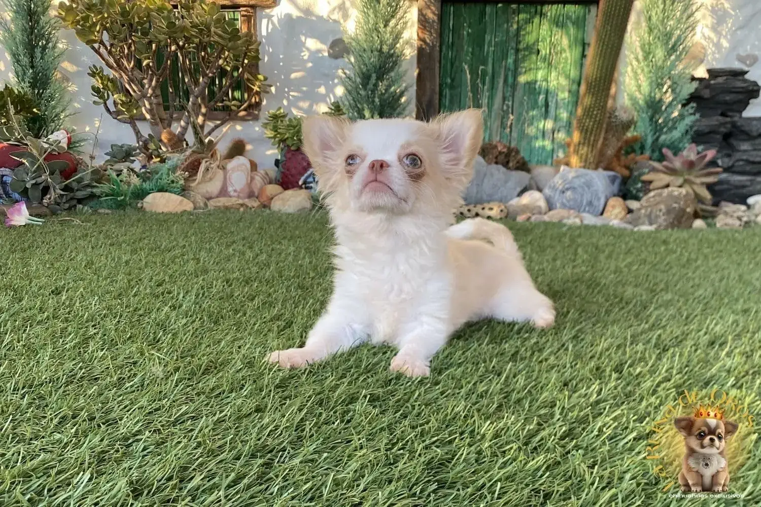 cachorro chihuahua linea asiatica