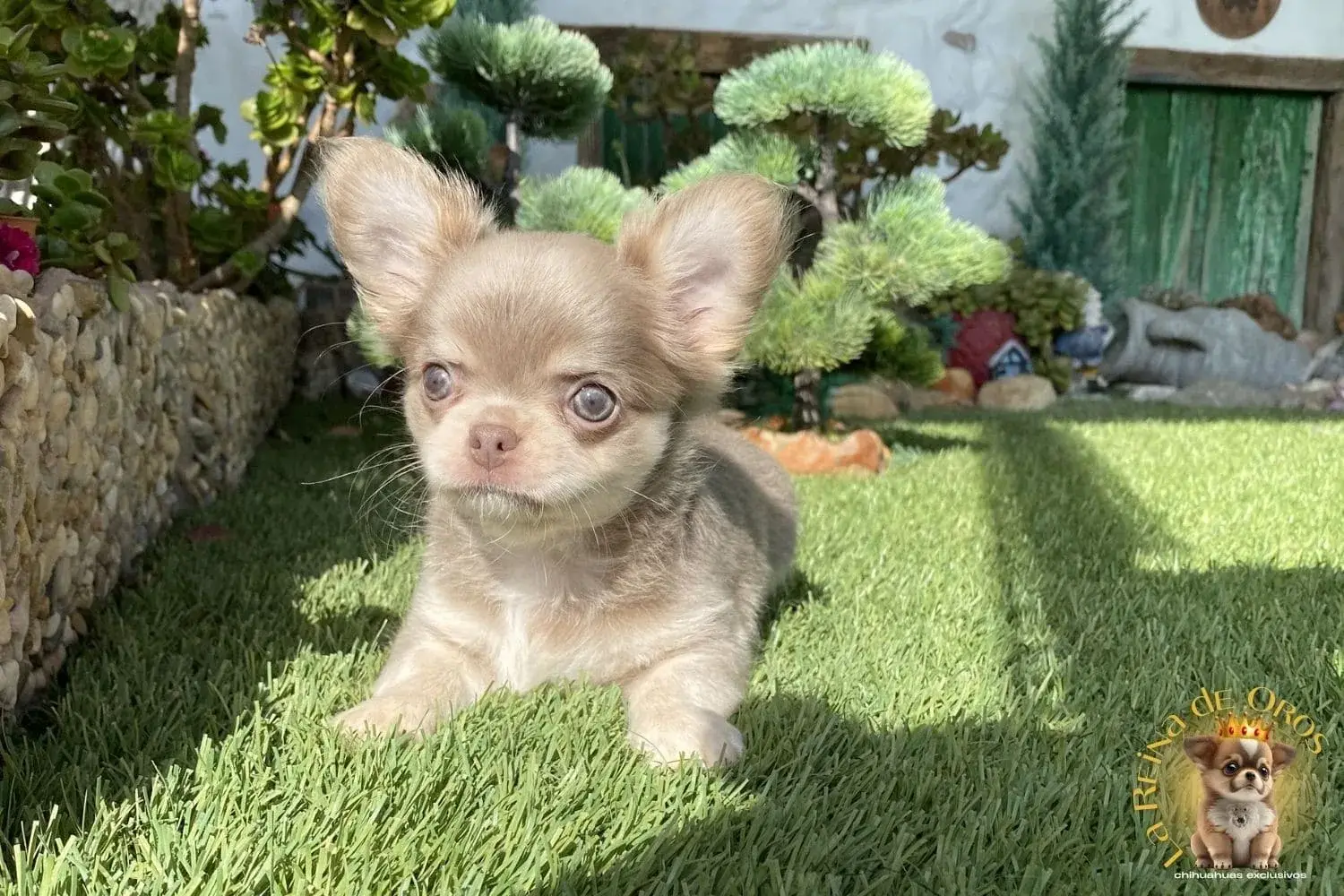 cachorro chihuahua farala mini