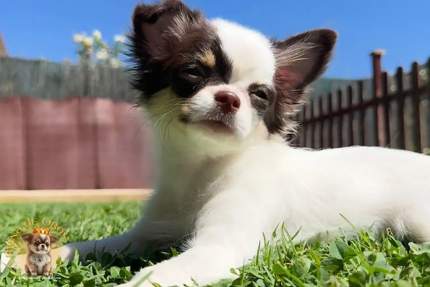 cachorro chihuahua gina pedigree