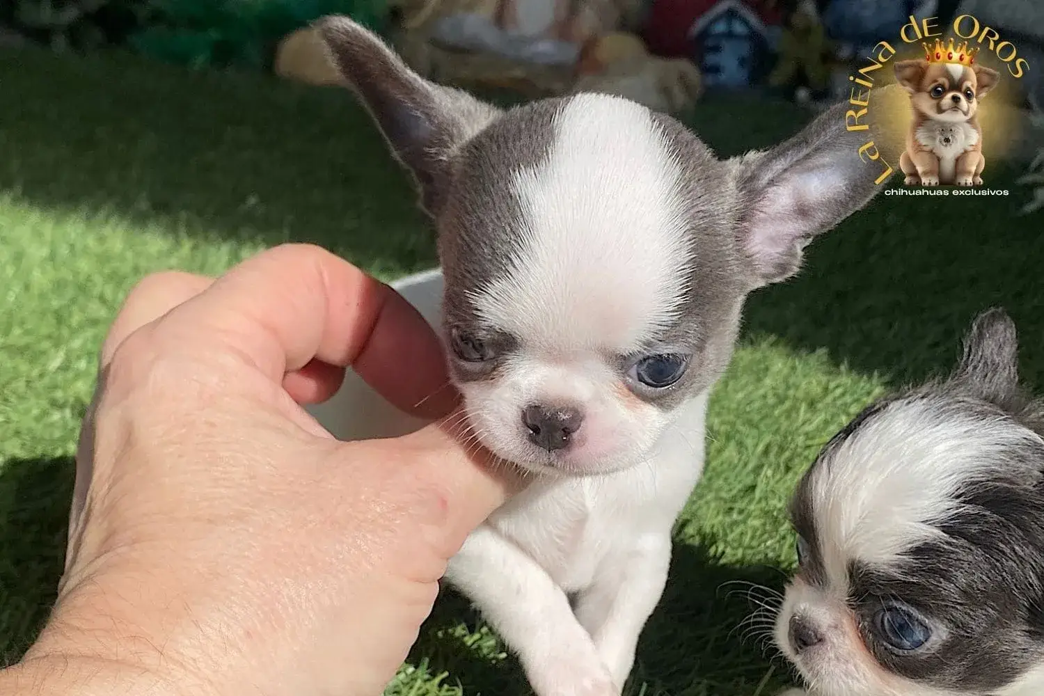 cachorro chihuahua minio de ojos azules