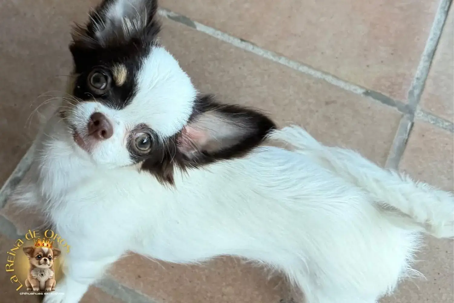 cachorro chihuahua blanco y chocolate