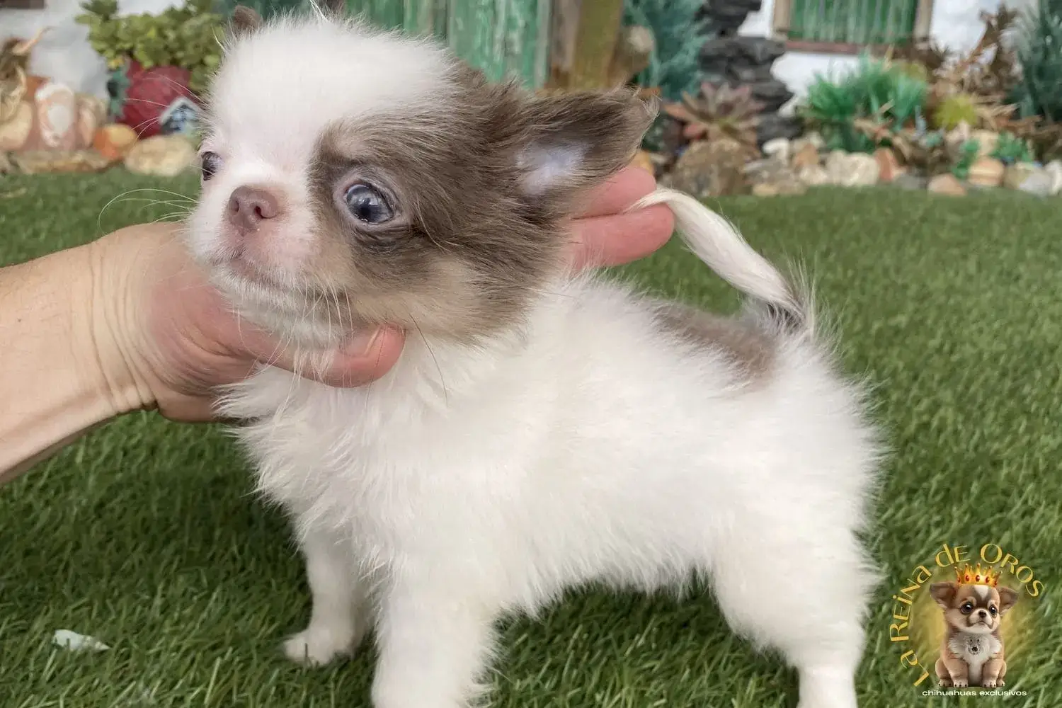 chihuahuas mini