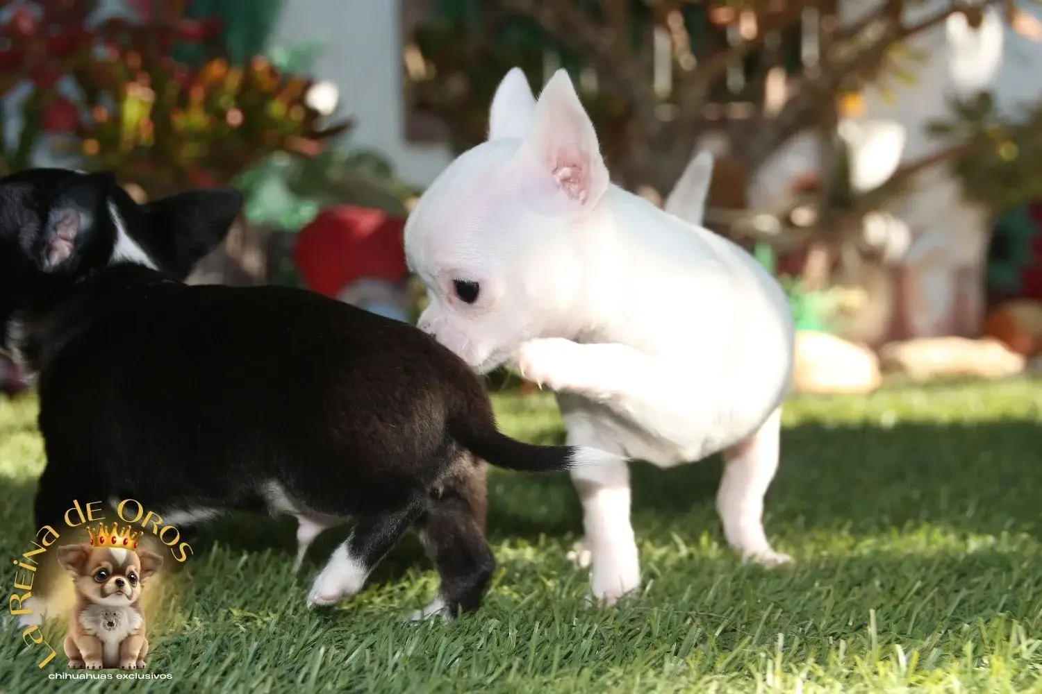 hembra chihuhaua color blanco