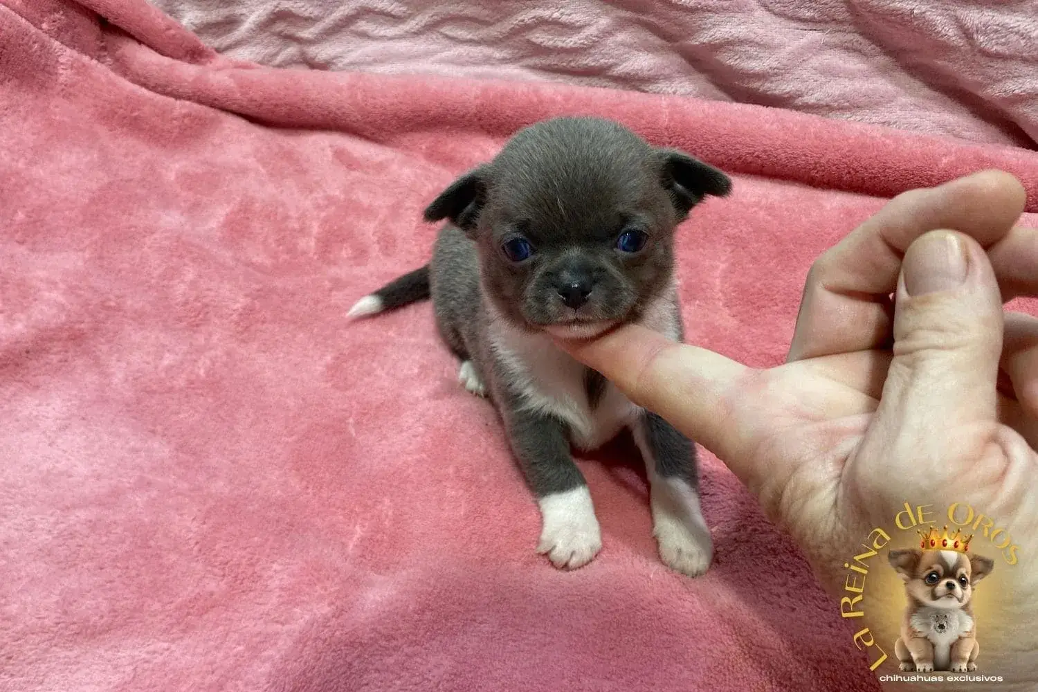 cachorro-chihuahua-lionel-criadero