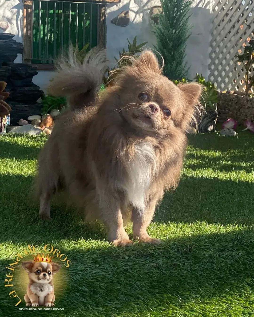 macho-chihuahua-adulto-queen-color-lila