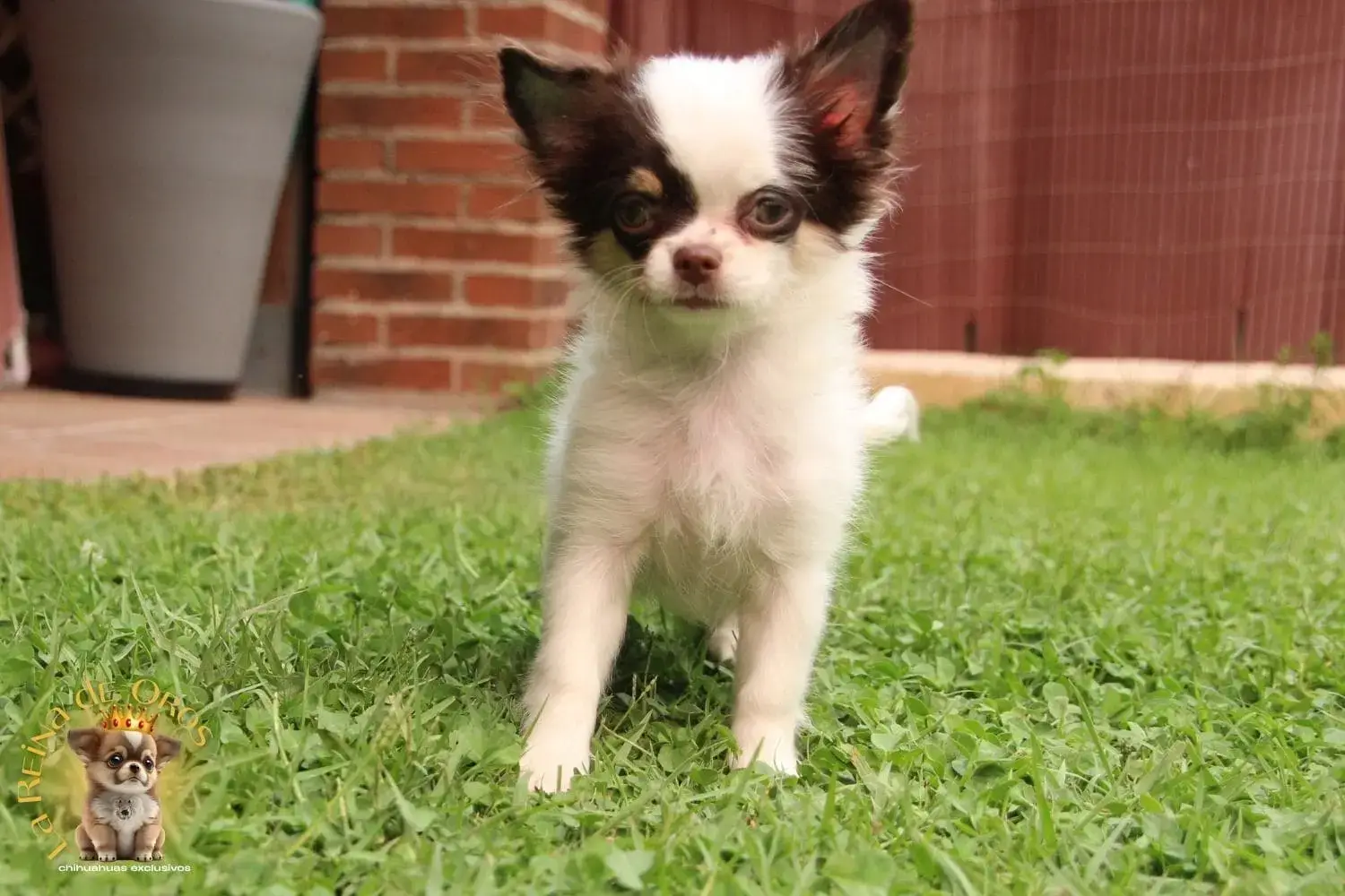 cachorro chihuahua miniatura