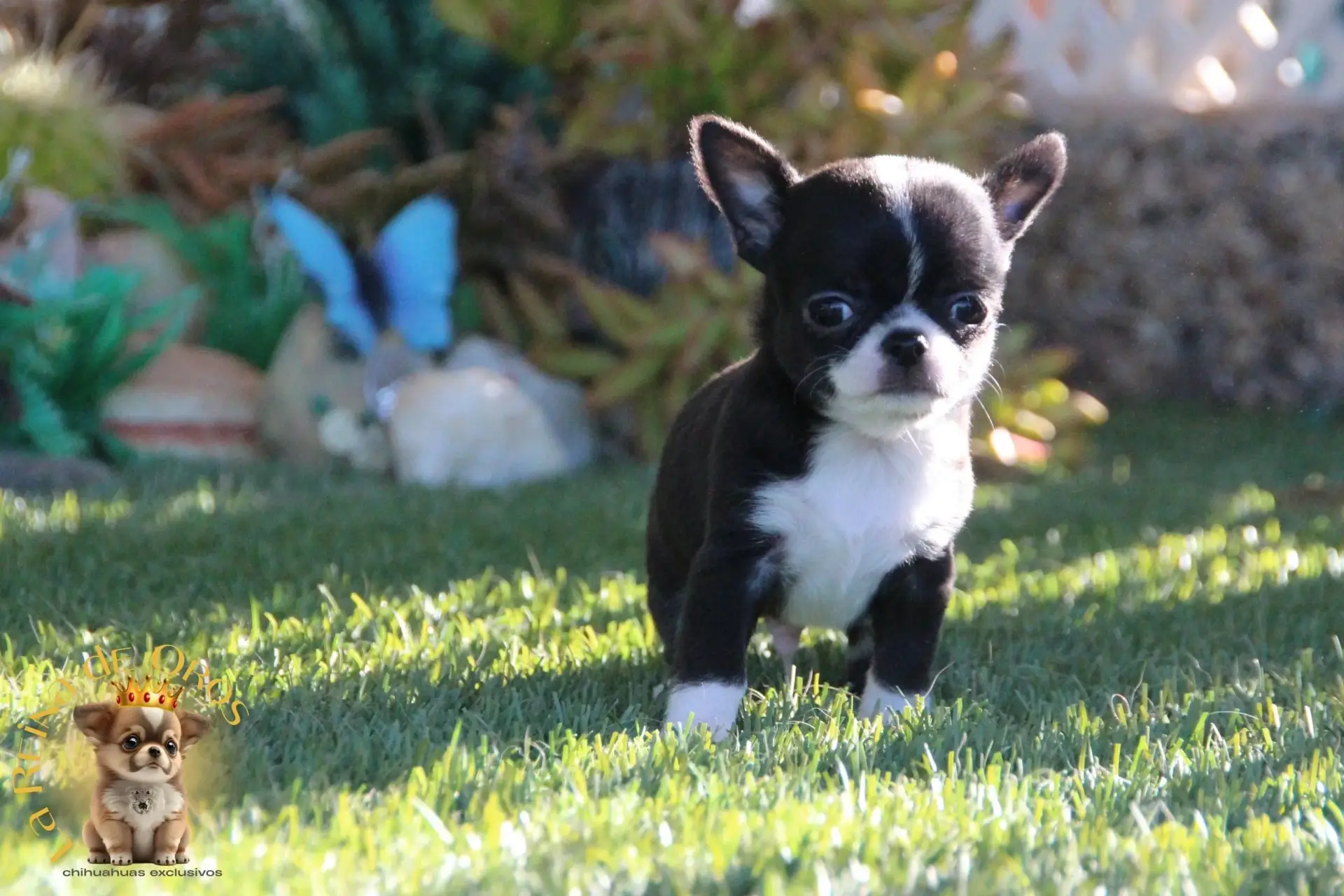 cachorro chihuahua de la reina de oros