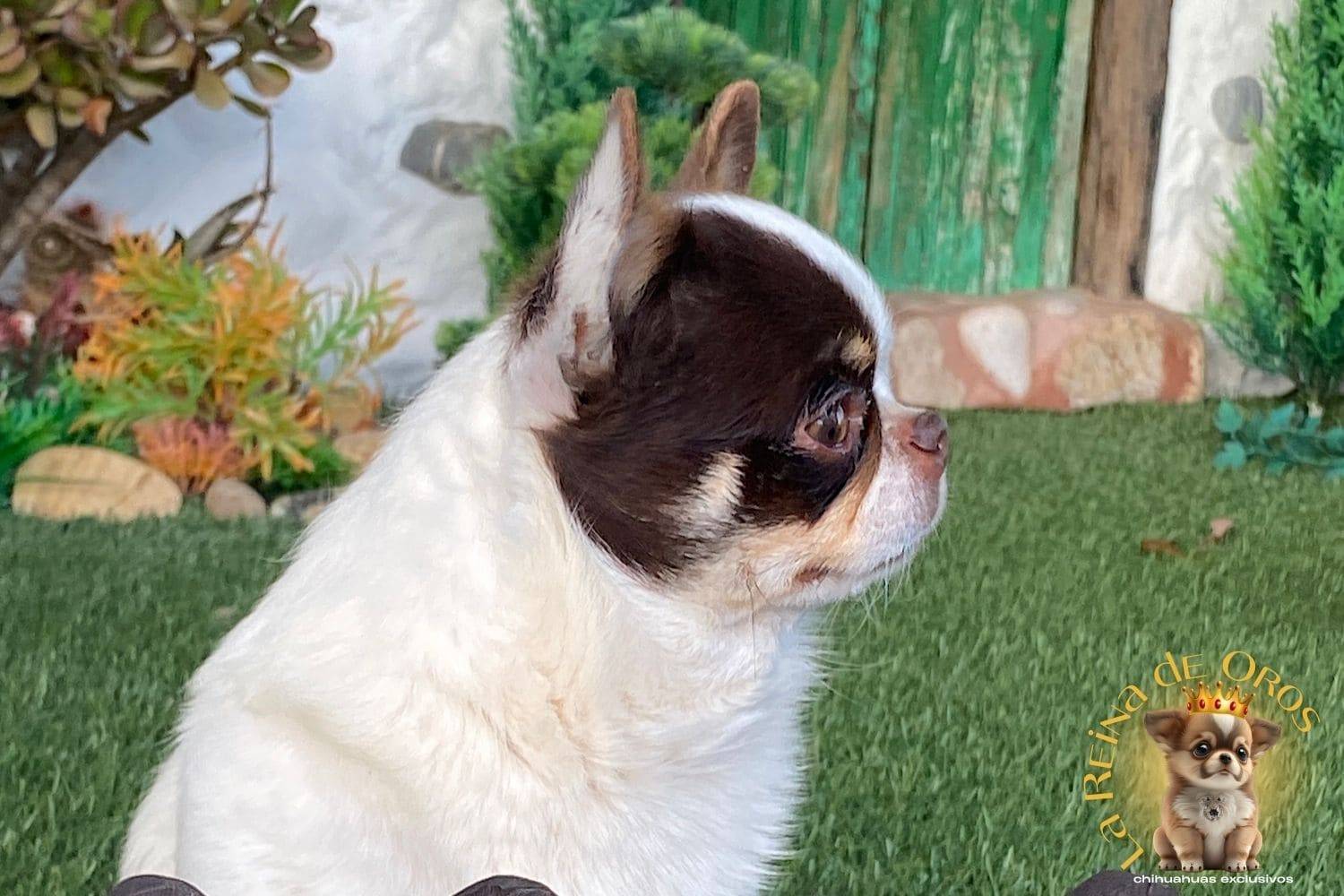 macho-chihuahua-adulto-pelo-corto-blanco-chocolate-alta-seleccion