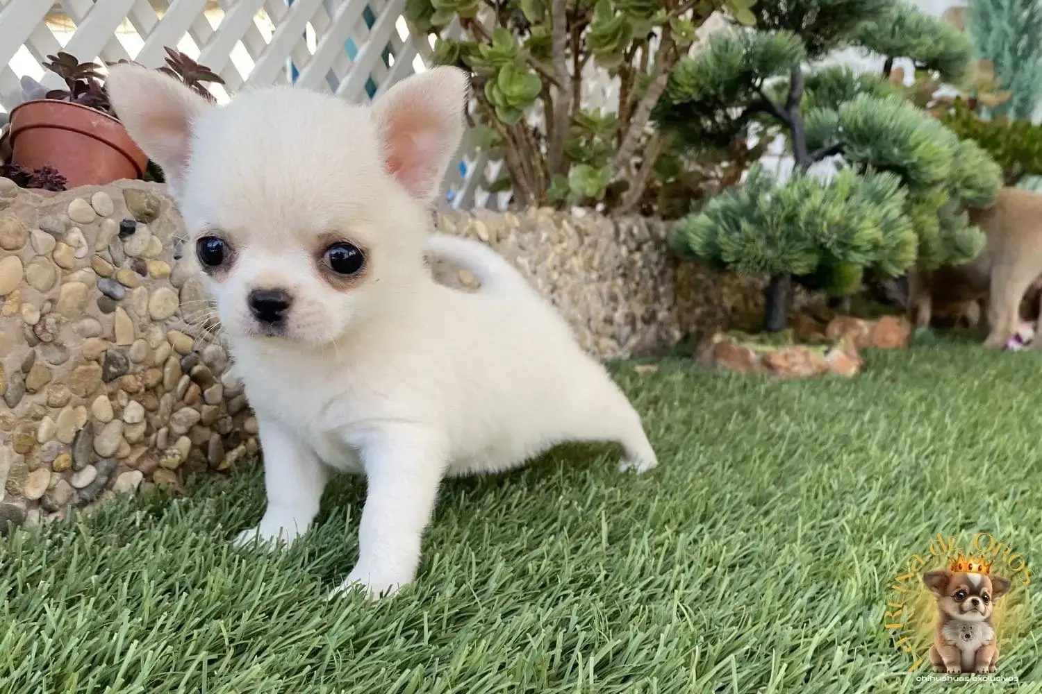 cachorro chihuahua enana