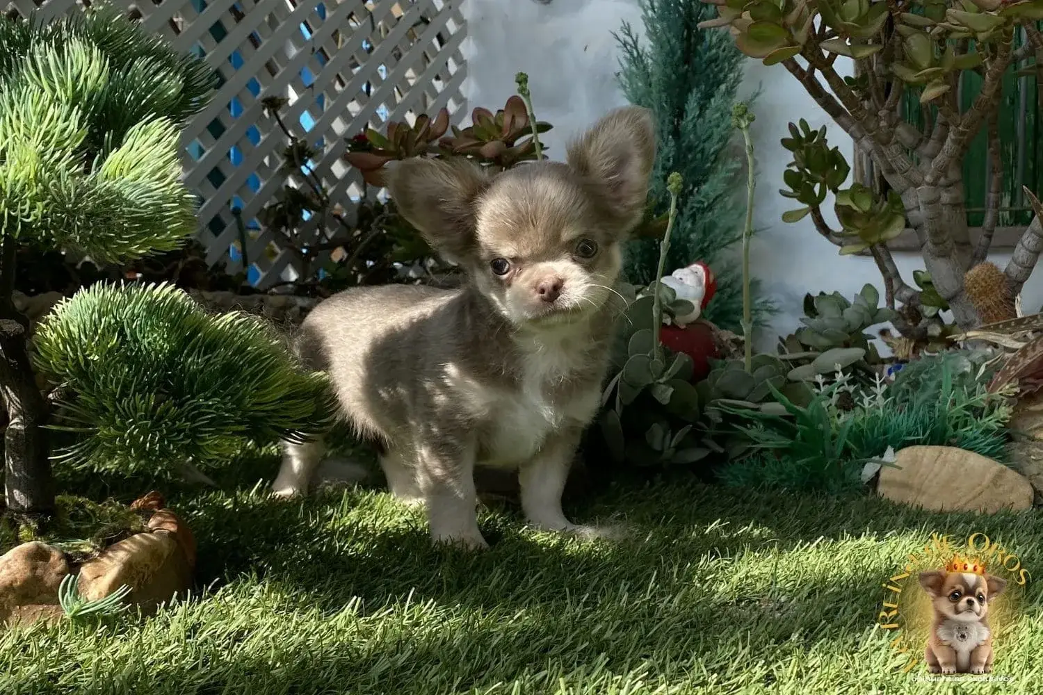 cachorro chihuahua farala reina de oros