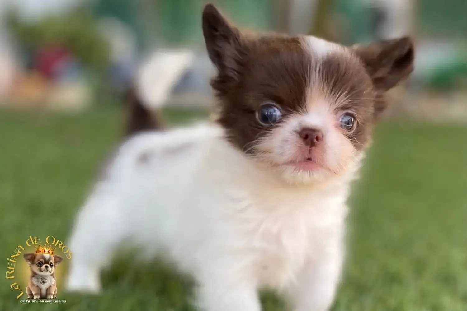 cachorro chihuahua takito chihuahuas exclusivos