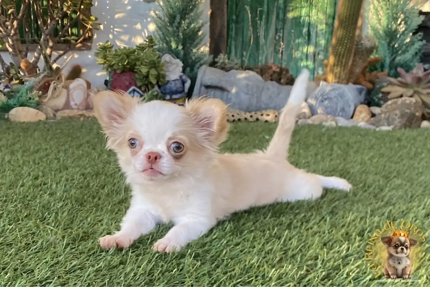 cachorro chihuahua de morro corto