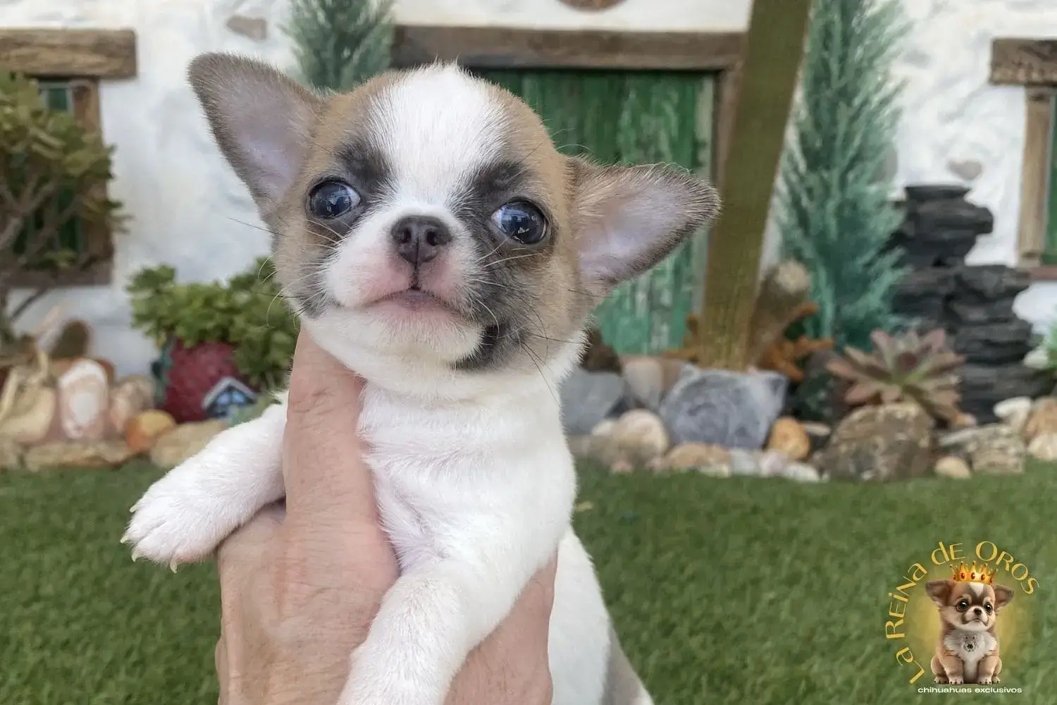 cachorro chihuahua en vetna