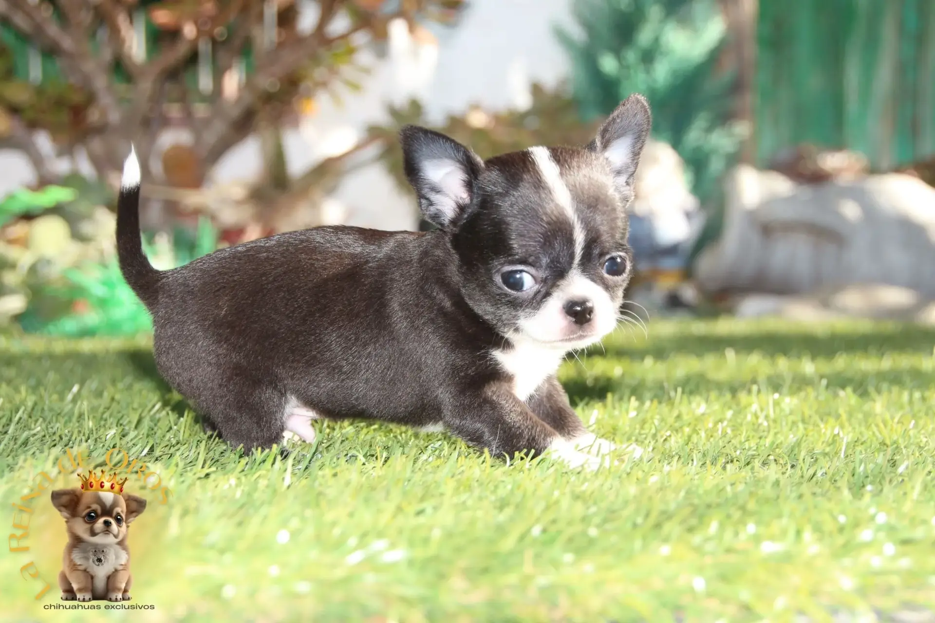 chihuahua miniatura