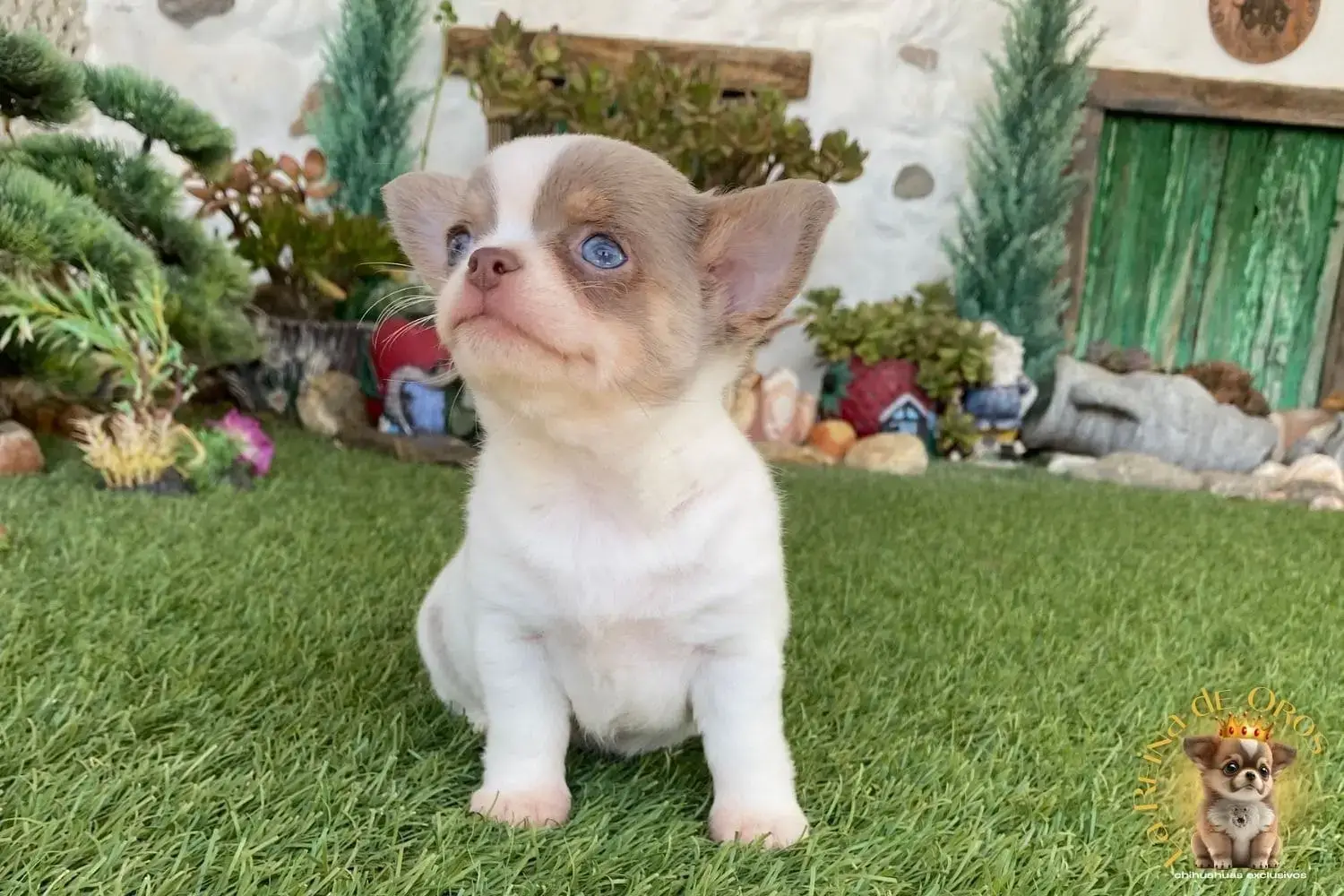 cachorro chihuahua de ojos azules