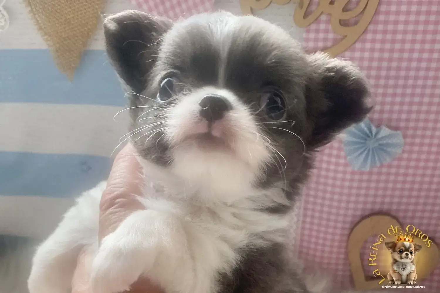 cachorro chihuahua pochola mini toy