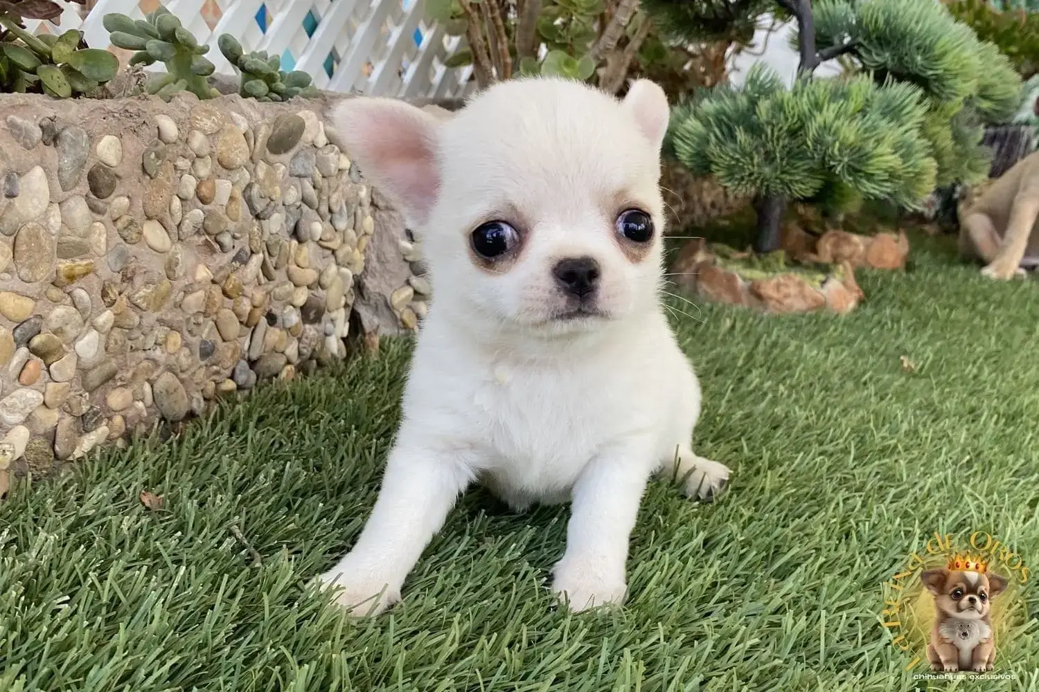 cachorro chihuahua nucleo zoologico criadero