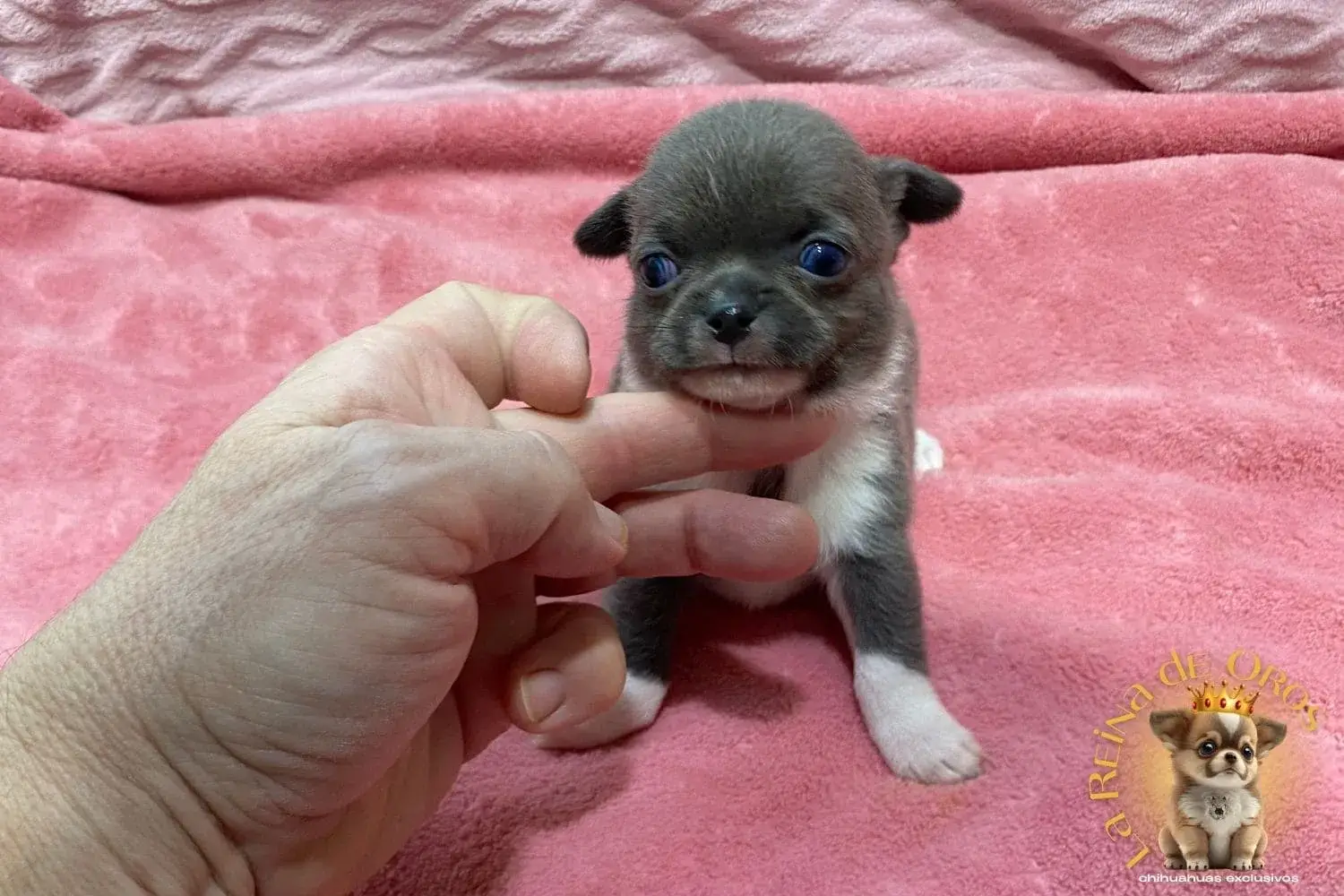 cachorro-chihuahua-lionel