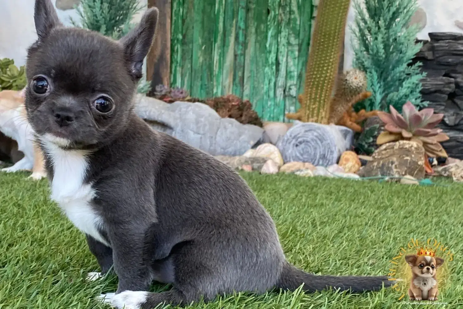 cachorro chihuahua color azul hembra