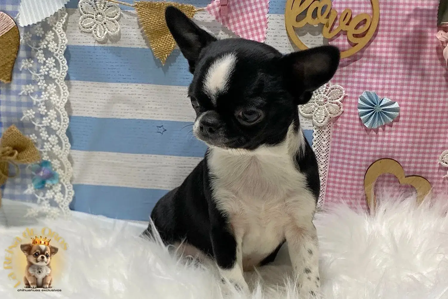 cachorro chihuahua en venta lucero