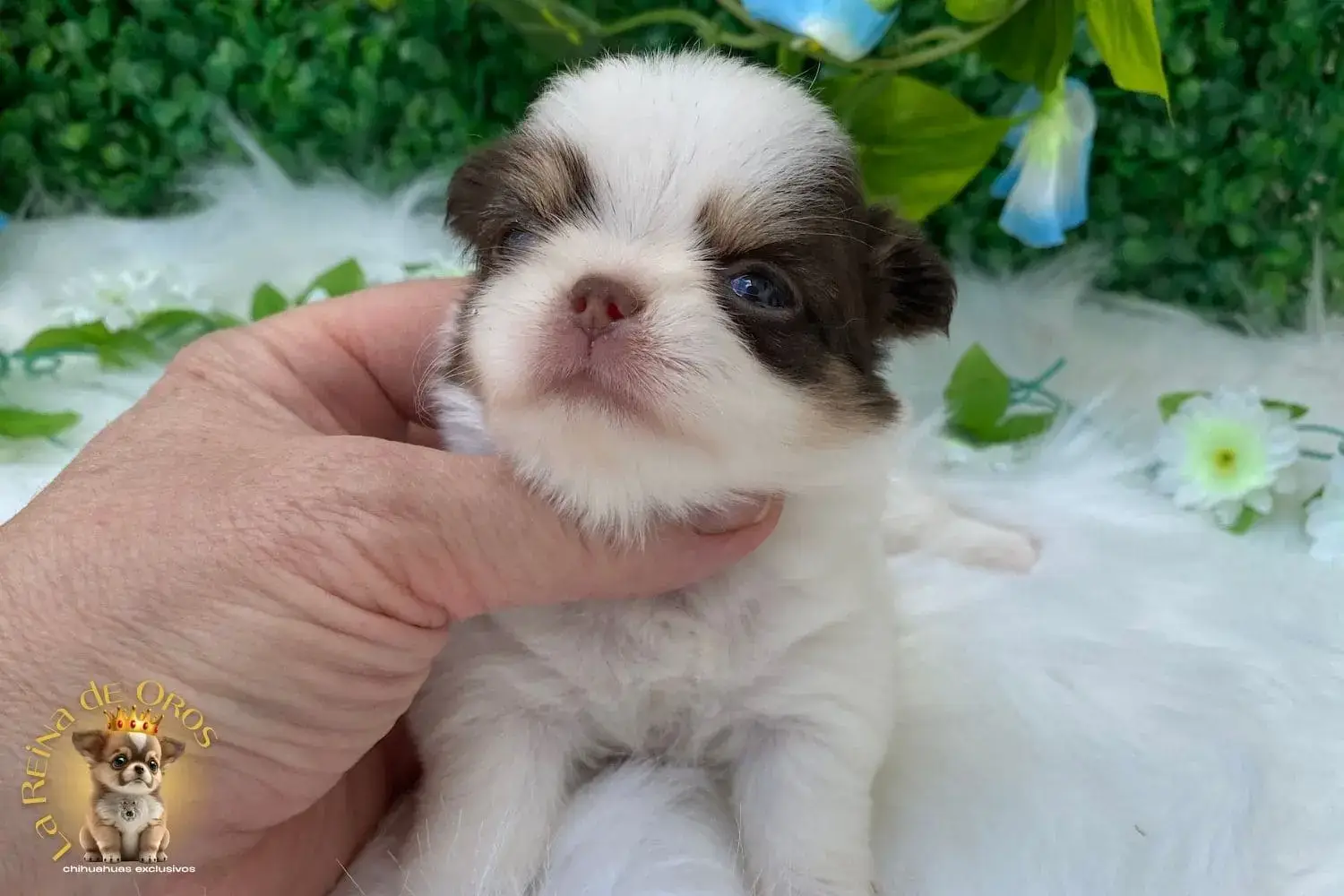 cachorro chihuahua galaxia de pelo largo 