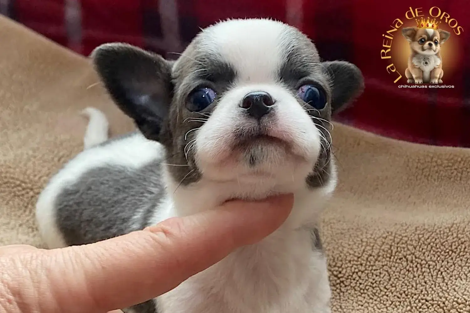 cachorro chihuahua menino cabeza manzana