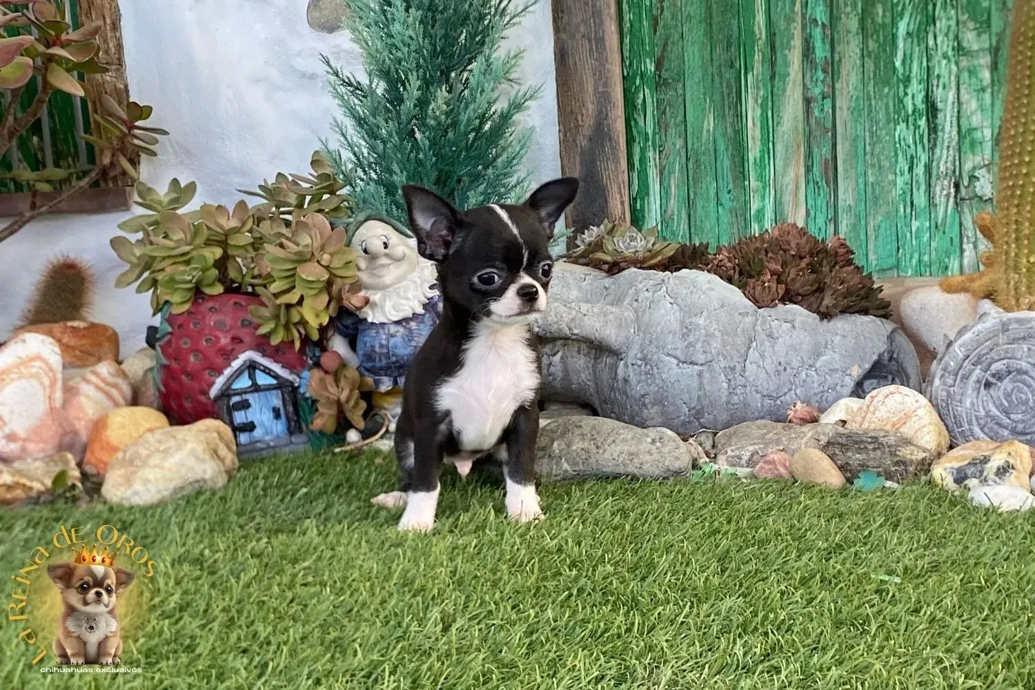 charlie chihuahua mini toy