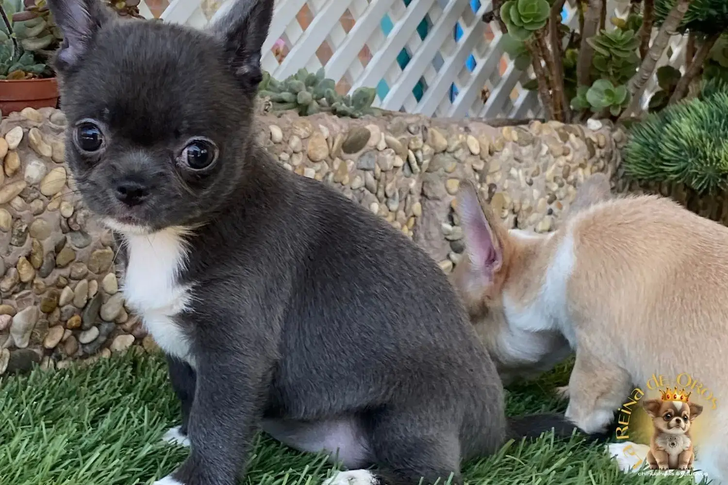 cachorro chihuahua llorona comprar