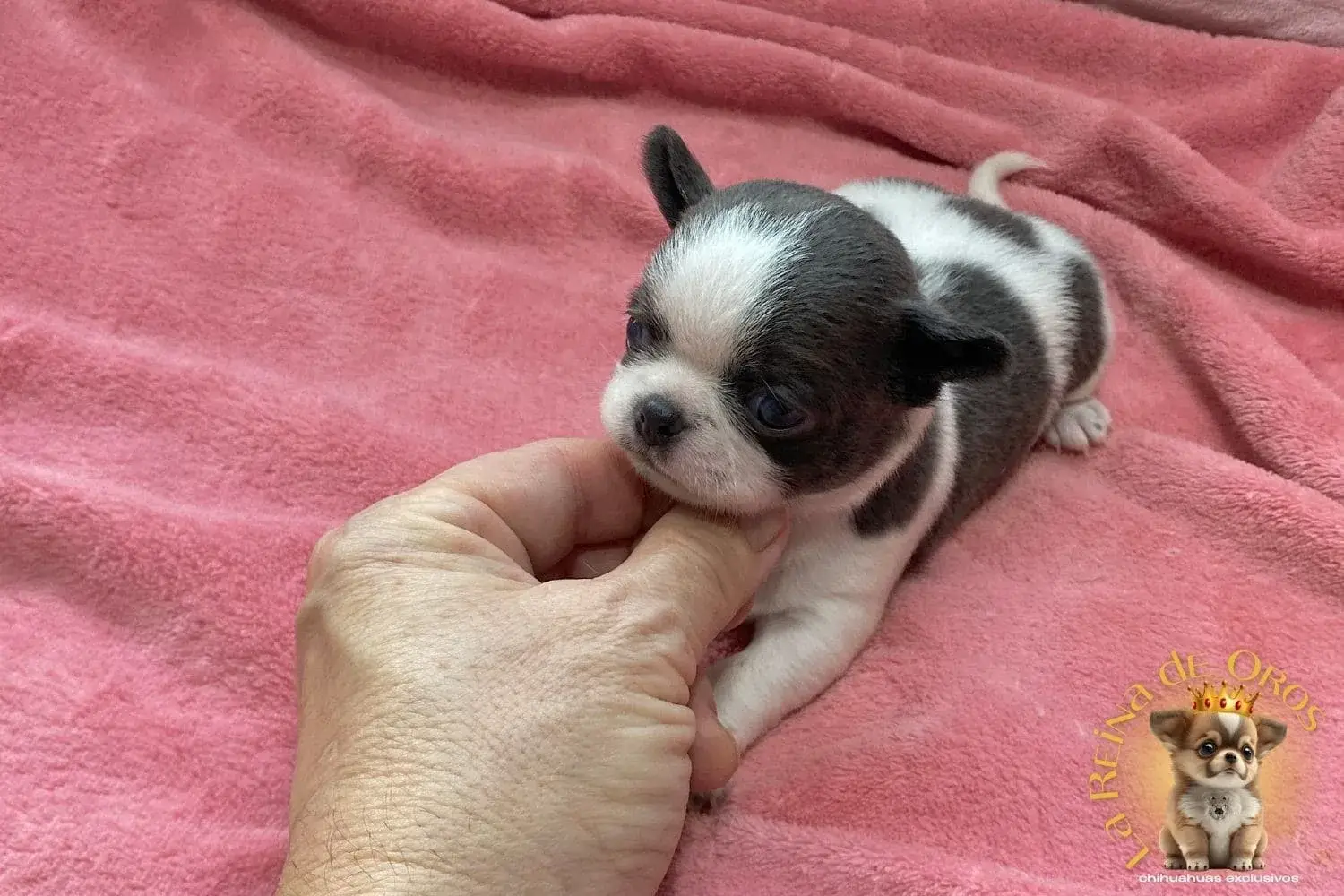 cachorro-chihuahua-menino-comprar-chihuahua