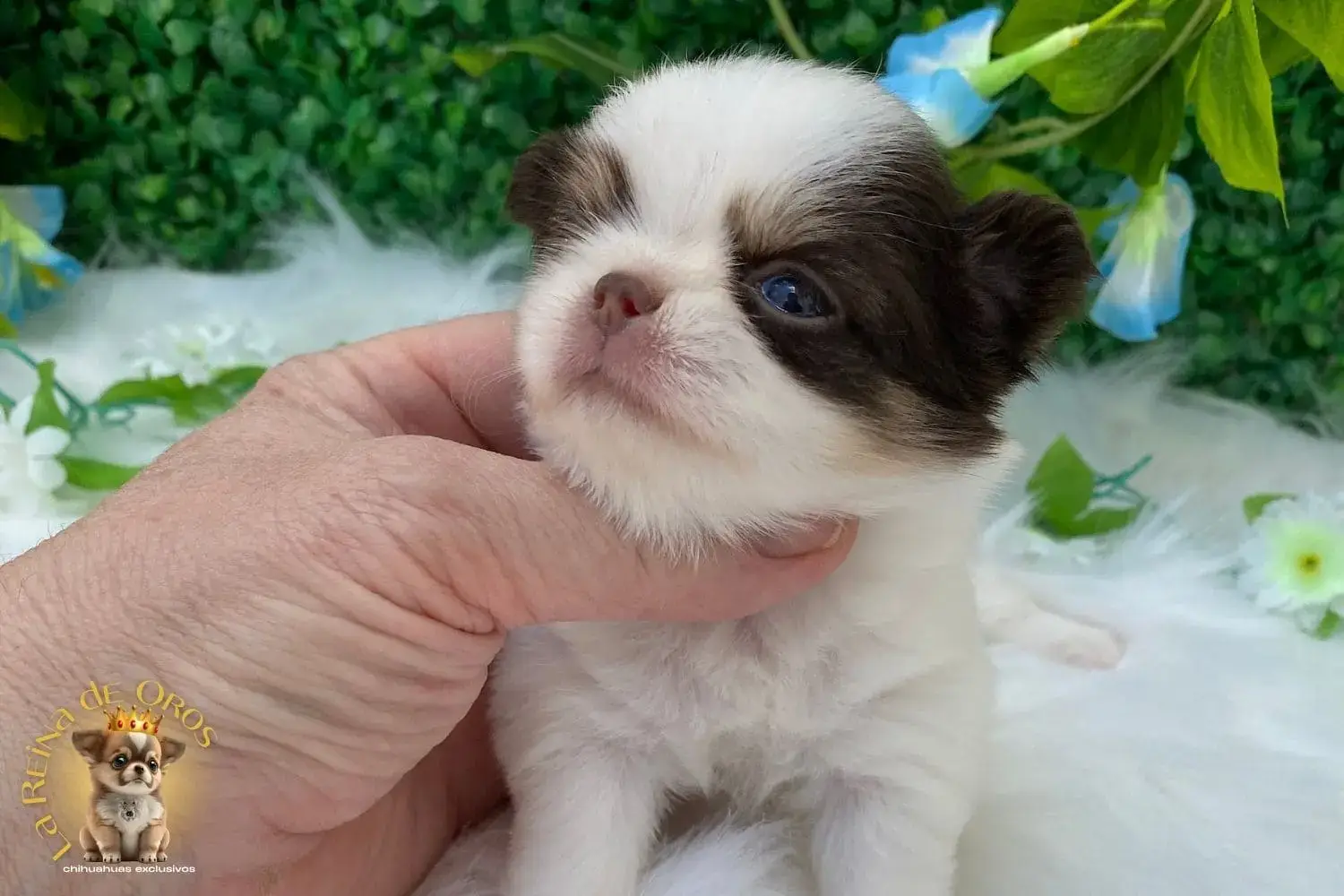 cachorro chihuahua galaxia del mejor criadero de chihuahua de españa