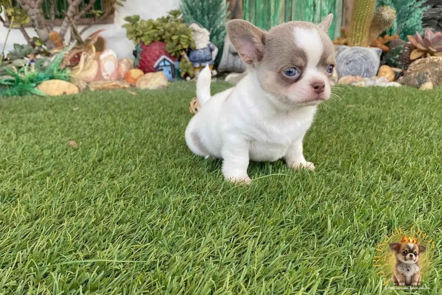 cachorro chihuahua en venta