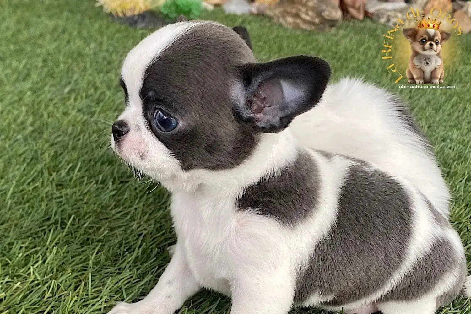 cachorro chihuahua menino bicolor